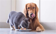 猫咪为什么不和狗做朋友