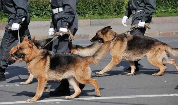 这7种小狗，就沒有当警犬的天赋！