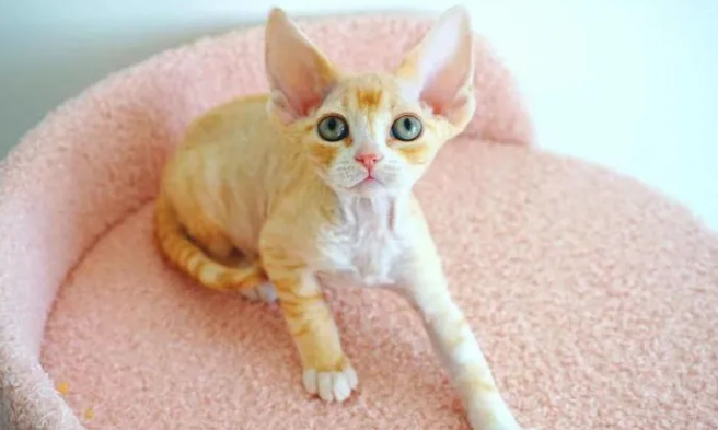 德文卷毛猫长大了还闹腾吗