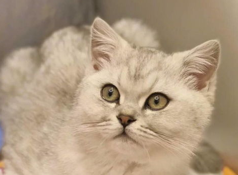 为什么不能让猫咪吃巧克力？