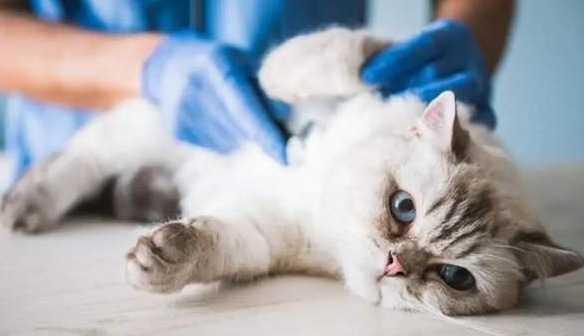 带你了解猫咪高血压的症状与治疗管理！