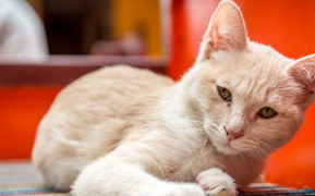 萌宠小知识：猫猫的异常母性行为有哪些？