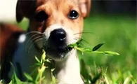 为什么狗狗要吃青菜叶呢
