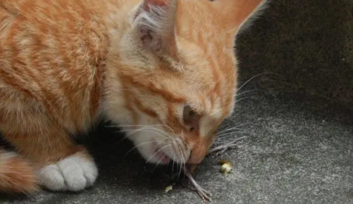 猫得了猫癣怎么办 猫得了猫癣怎么办