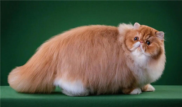 猫咪肚子一直发出呼噜呼噜的声音是什么原因呢 猫咪肚子一直发出呼噜呼噜的声音是什么原因呢