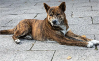 中华田园犬最贵的品种