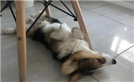 狗狗为什么舔椅子下面
