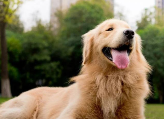 金毛寻回犬掉毛严重主要原因 金毛寻回犬掉毛严重主要原因