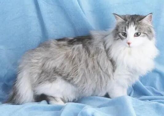 怎么养挪威森林猫?挪威森林猫吃什么 怎么养挪威森林猫?挪威森林猫吃什么