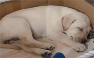 狗不孕不育怎么治疗?宠主来看看吧