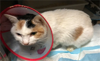 猫瘟什么才是好转迹象