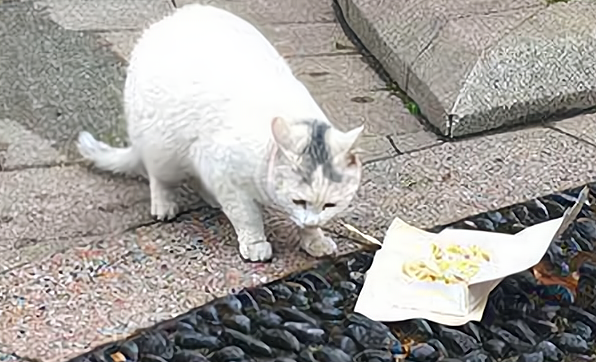 遇见流浪猫可以喂什么?不妨来看看吧 遇见流浪猫可以喂什么?不妨来看看吧