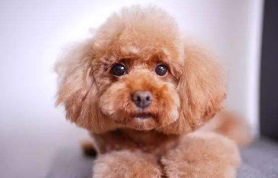 泰迪犬多长时间才必须洗澡？来了解下吧