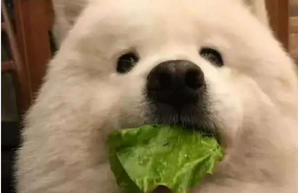 小狗每天的喂养次数?狗狗的营养需求? 小狗每天的喂养次数?狗狗的营养需求?
