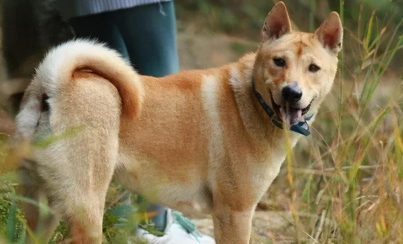 中华田园犬咬合力多少公斤