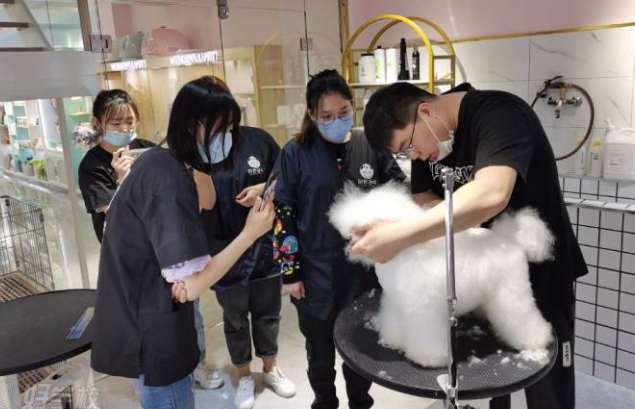 优尼宠物美容培训价格 优尼宠物美容培训价格