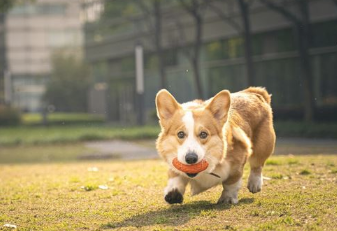 有这五个特点的狗狗，表明它是来报恩的，请别不清楚