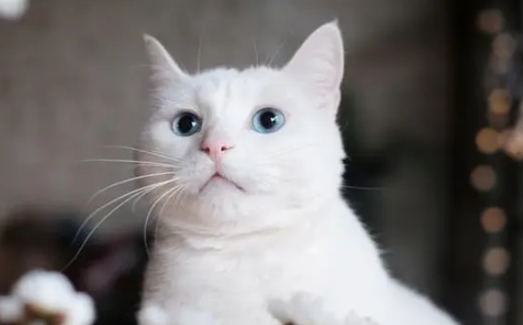 小猫脐带多久脱落？饲养须知~