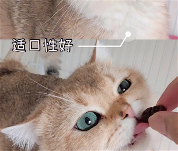 胰胃克宠物药吃多少 胰胃克宠物药吃多少