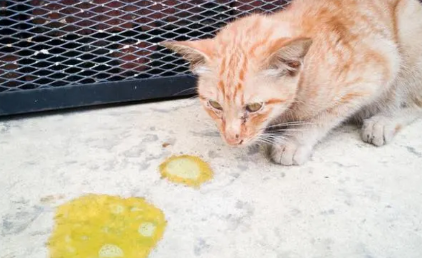 猫咪吐黄水第二天死了还能活过来吗？务必要知道