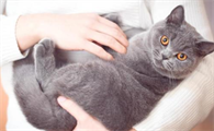 养猫有什么好处，本文有答案！