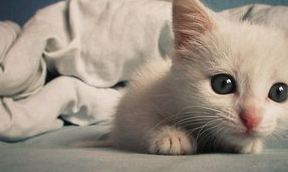 如何培养猫咪的良好生活作息?猫奴必看! 如何培养猫咪的良好生活作息?猫奴必看!