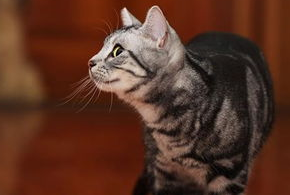如何调教好美短？调教美国短毛猫的正确方法！