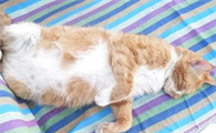 猫难产按压猫肚子