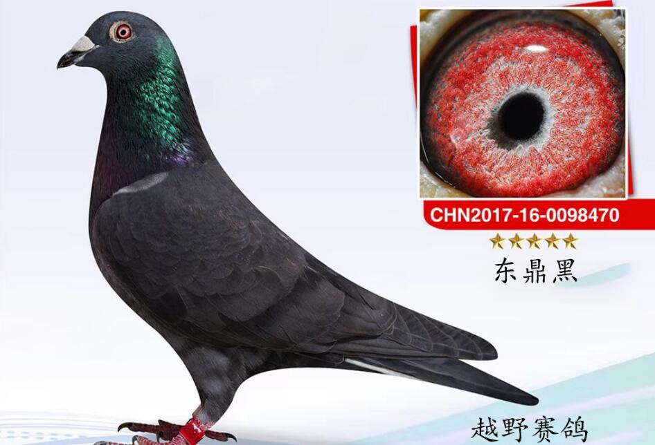 全圈黑眼志赛鸽图片 全圈黑眼志赛鸽图片