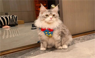 怎么挑选缅因猫 纯种缅因猫图片