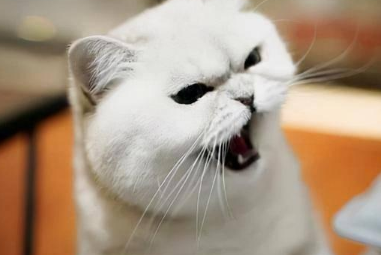晚上猫咪老叫是什么原因
