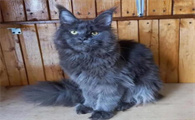 俄罗斯猫图片大全