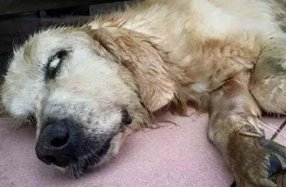 狗假死和真死看眼睛 狗假死和真死看眼睛