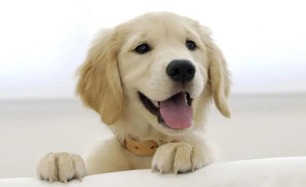 公犬发情期大概持续多久呢？