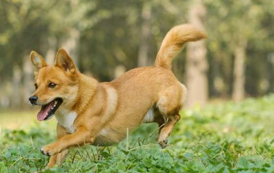 中华田园犬最大的缺点 中华田园犬最大的缺点