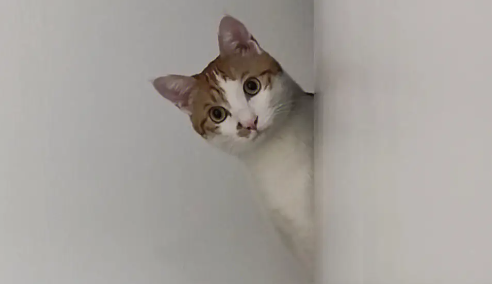 不要轻视猫咪的毛球，当心致命！