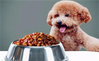 中型犬吃狗粮如何配料