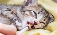 猫咪肠胃炎好转的迹象,主要就看这!