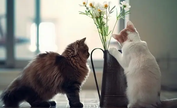 猫能吃甜瓜吗为什么