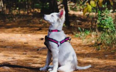 狗狗假孕该怎么处理？狗狗假孕症的防范措施！