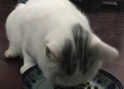 猫咪的炎性肠道疾病,您需要重视! 猫咪的炎性肠道疾病,您需要重视!
