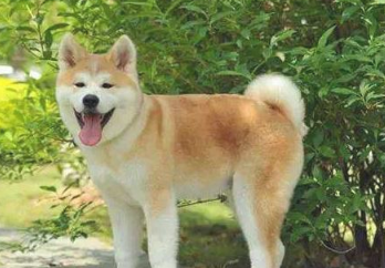 秋田犬最好是的训练時间是什么时候？训练时要留意哪几个方面