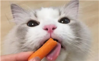 猫咪可以吃火腿吗