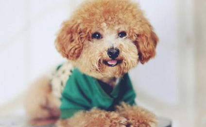 泰迪怎样驱虫?医生教你给泰迪犬驱虫 泰迪怎样驱虫?医生教你给泰迪犬驱虫