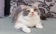 纯种英短怎么生出三色猫