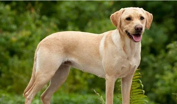 拉布拉多犬的“缺点”多?但依然有很多人养它 拉布拉多犬的“缺点”多?但依然有很多人养它