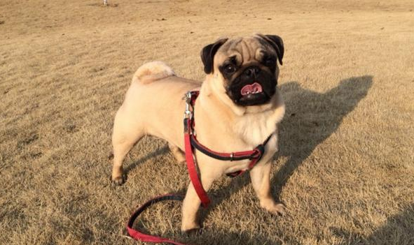巴哥犬怀孕多久生产正常
