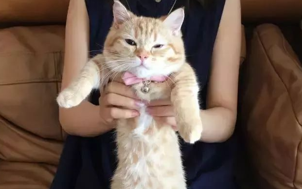猫咪狗狗为什么喜欢做“歪头杀”这个动作？