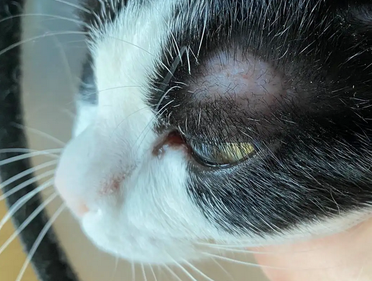 三种常见的猫咪皮肤病，你都清楚吗？