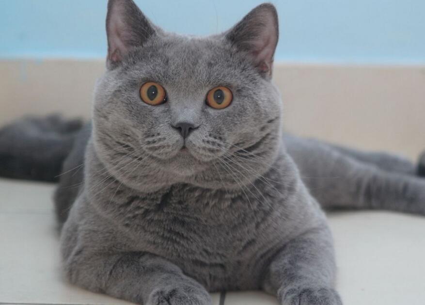 如何训练英国短尾猫在马桶上厕所？